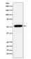 CBX4 Antibody
